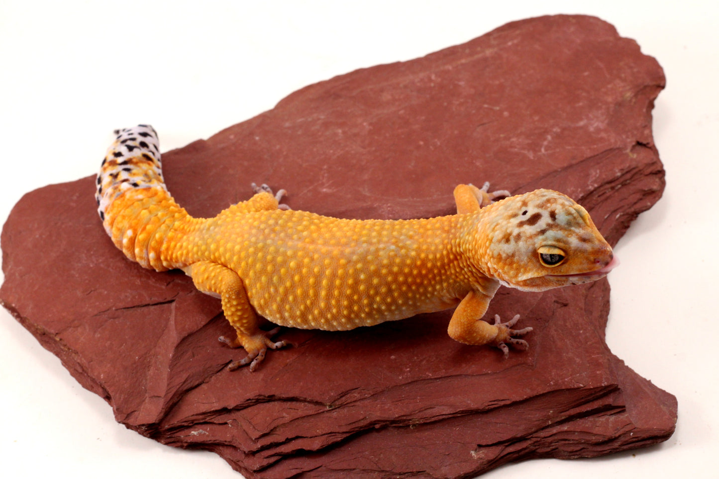 Sunglow Leopard Gecko