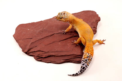 Sunglow Leopard Gecko