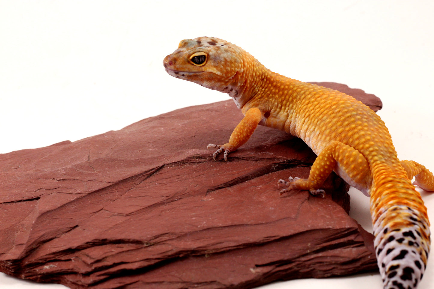 Sunglow Leopard Gecko