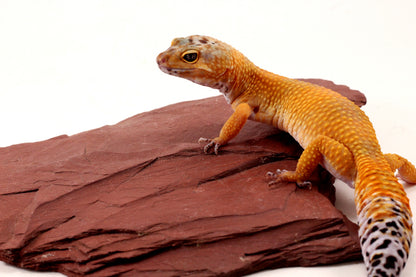 Sunglow Leopard Gecko