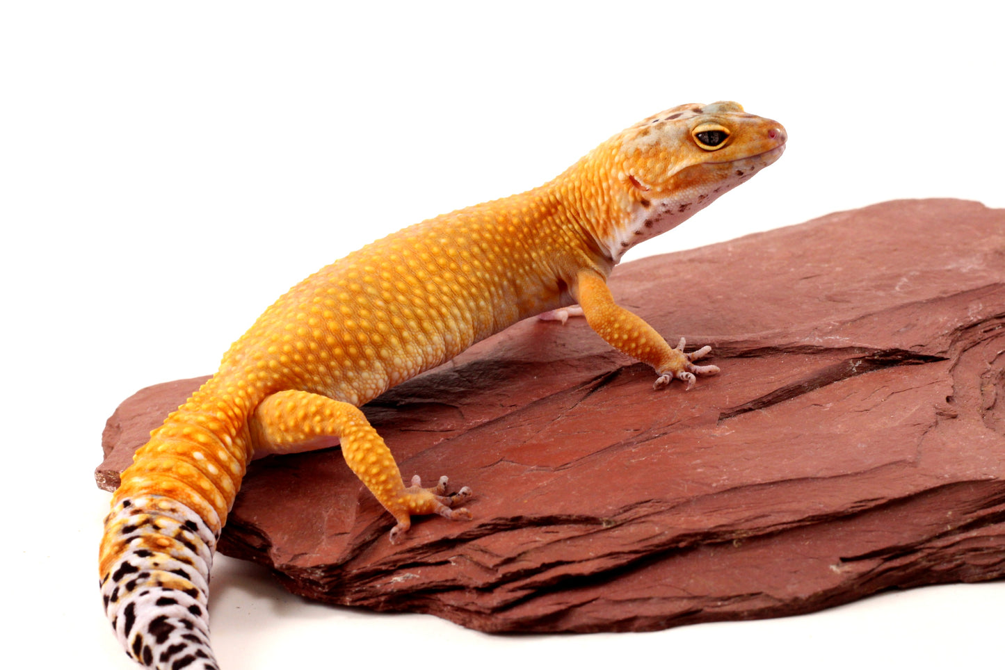 Sunglow Leopard Gecko
