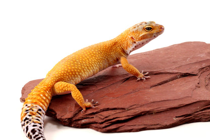 Sunglow Leopard Gecko
