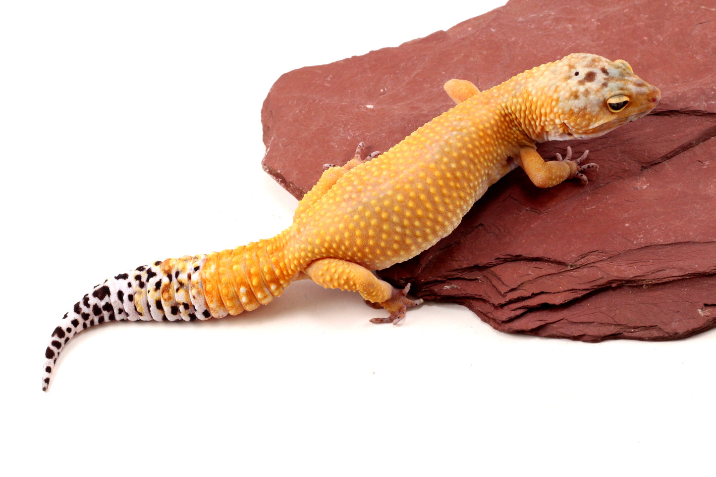 Sunglow Leopard Gecko