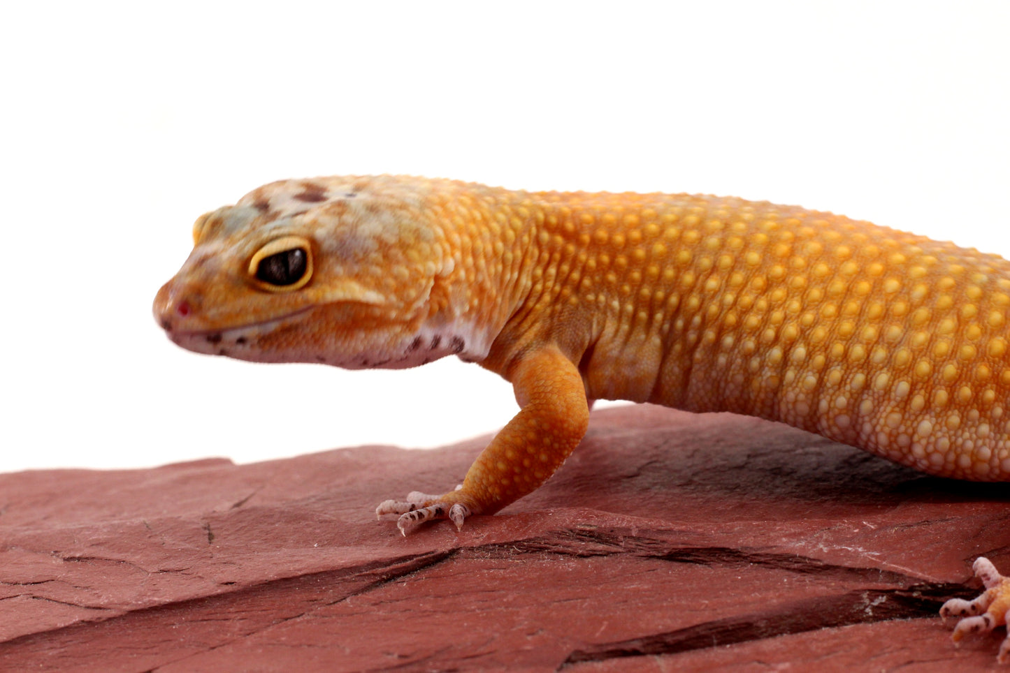 Sunglow Leopard Gecko