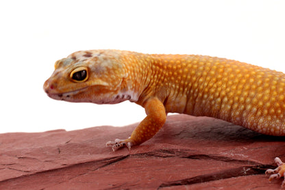 Sunglow Leopard Gecko