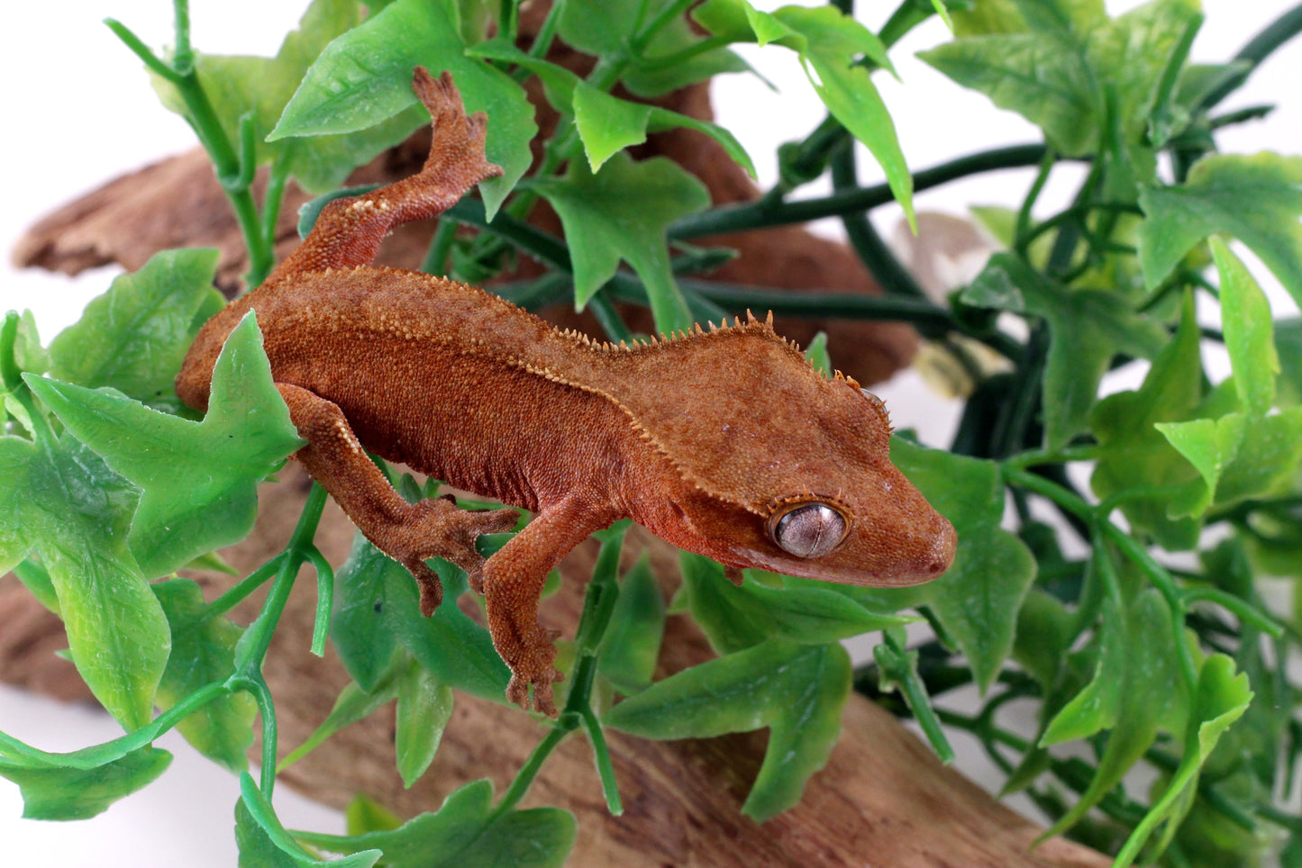 Red Patternless - Tailess