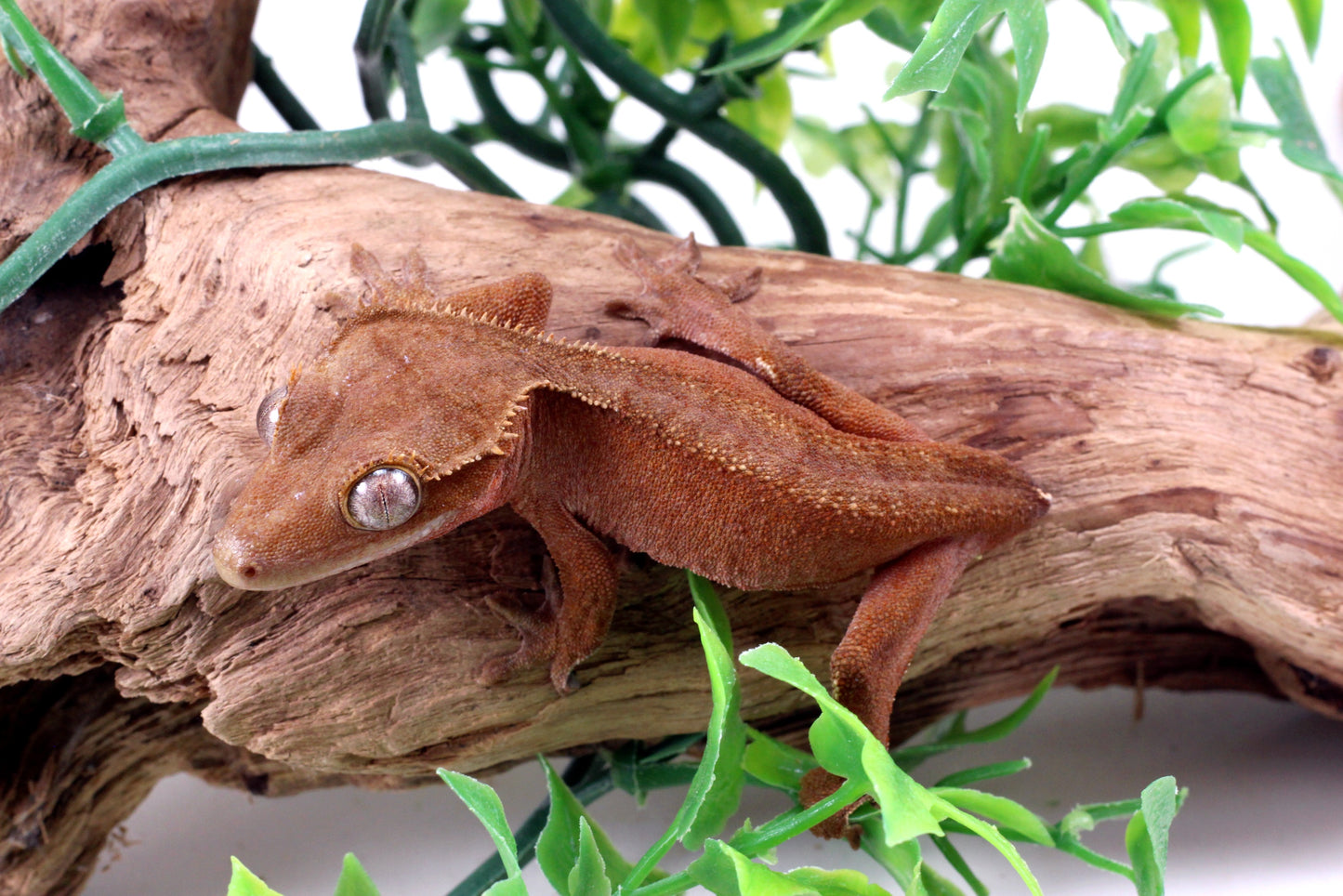 Red Patternless - Tailess