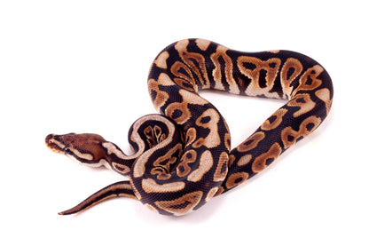 Spotnose h. Clown Ball Python