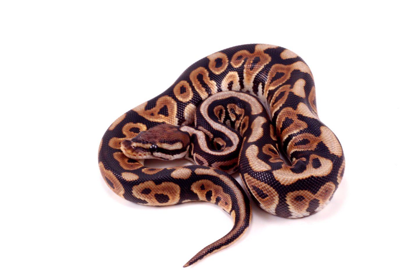 Spotnose h. Clown Ball Python
