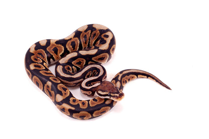 Spotnose h. Clown Ball Python