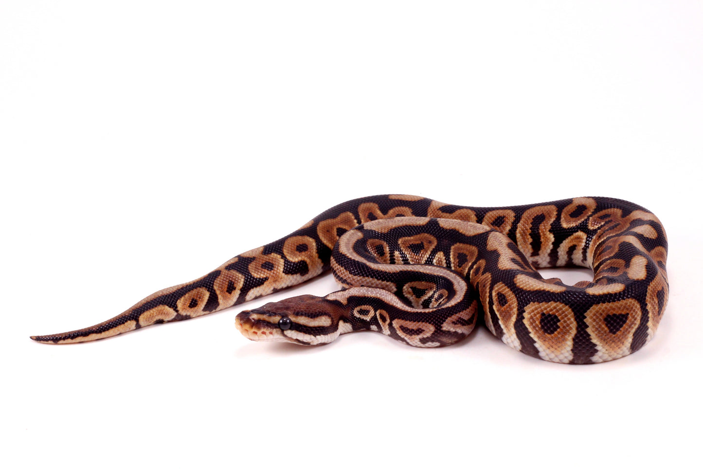 Spotnose h. Clown Ball Python