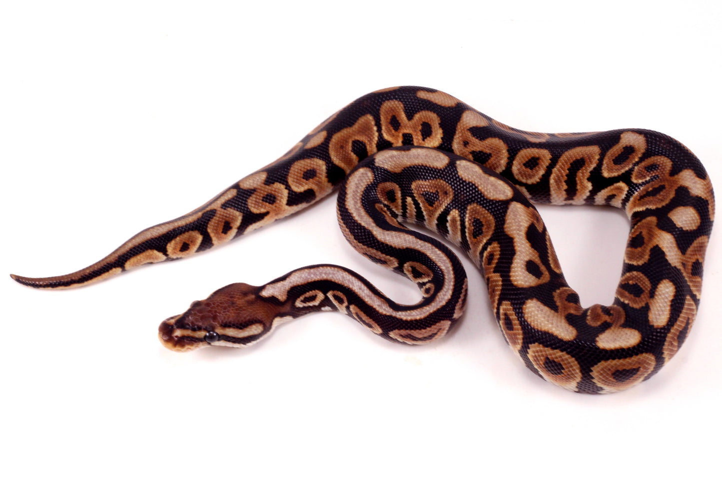 Spotnose h. Clown Ball Python