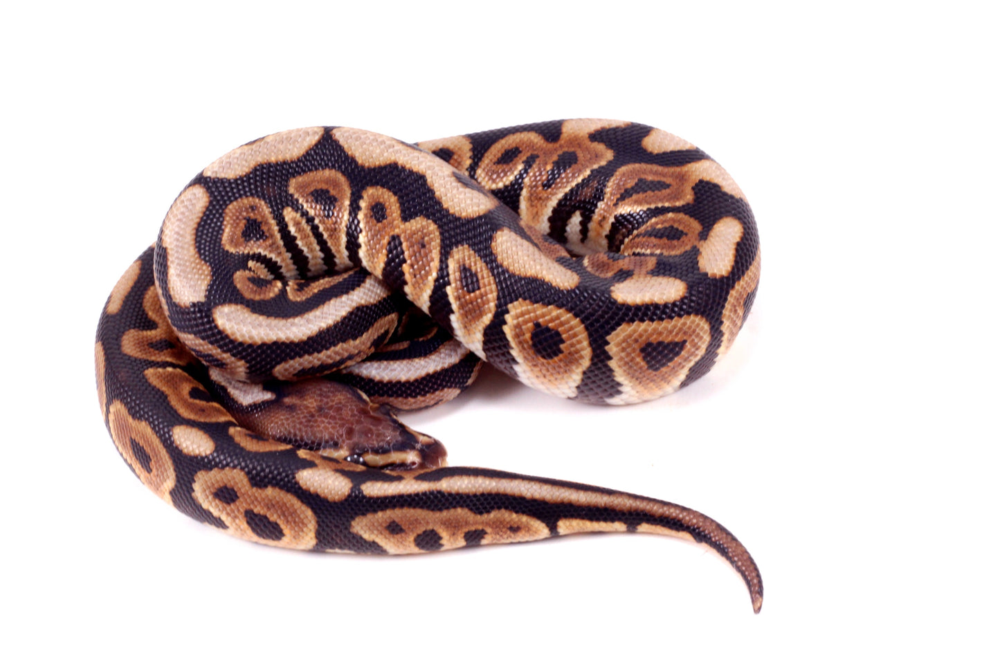 Spotnose h. Clown Ball Python