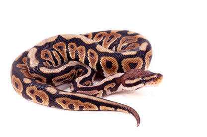 Spotnose h. Clown Ball Python