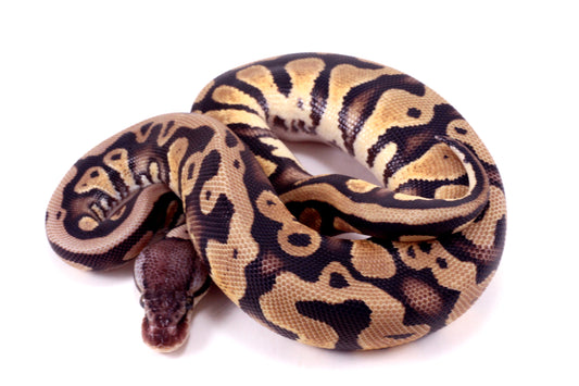 Pastel Yellow Belly DH Ball Python