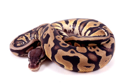 Pastel Yellow Belly DH Ball Python