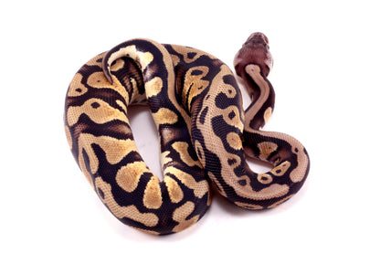 Pastel Yellow Belly DH Ball Python