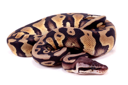 Pastel Yellow Belly DH Ball Python
