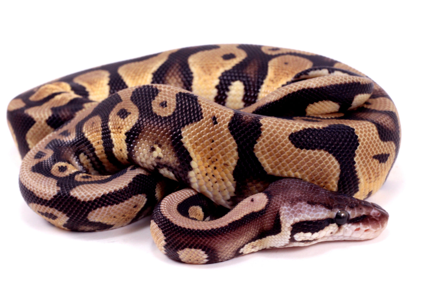 Pastel Yellow Belly DH Ball Python