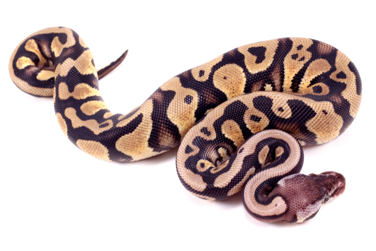 Pastel Yellow Belly DH Ball Python