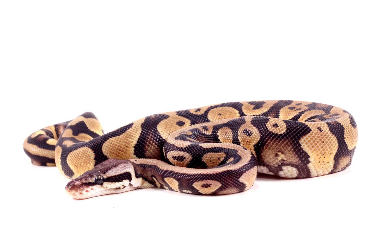 Pastel Yellow Belly DH Ball Python