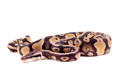 Pastel Yellow Belly DH Ball Python