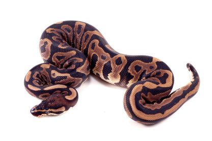 Leopard Yellow Belly Ball Python