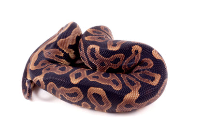 Leopard Yellow Belly Ball Python