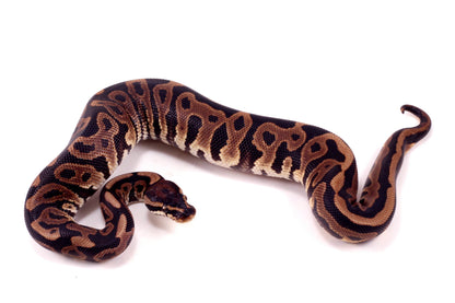 Leopard Yellow Belly Ball Python
