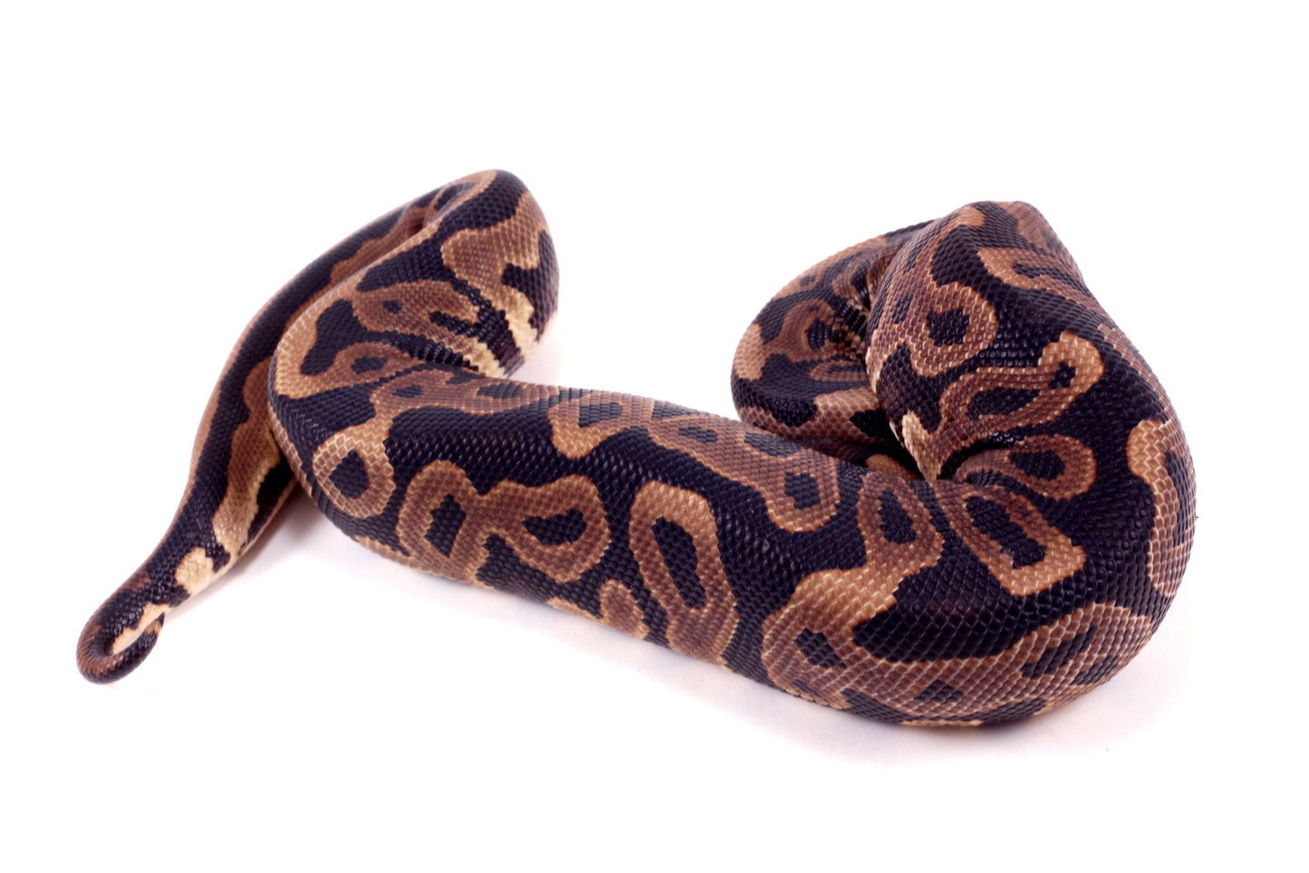 Leopard Yellow Belly Ball Python