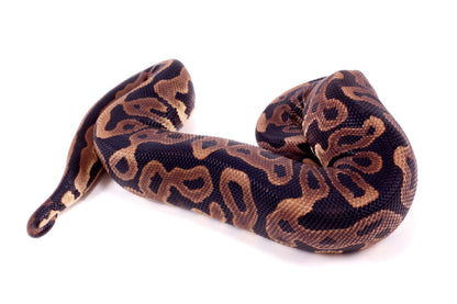 Leopard Yellow Belly Ball Python