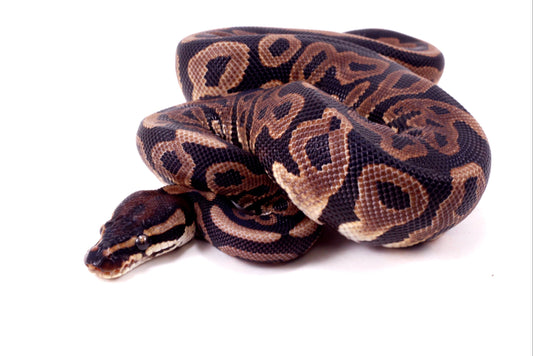 Leopard Yellow Belly Ball Python