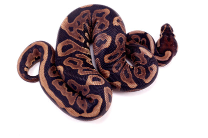 Leopard Yellow Belly Ball Python