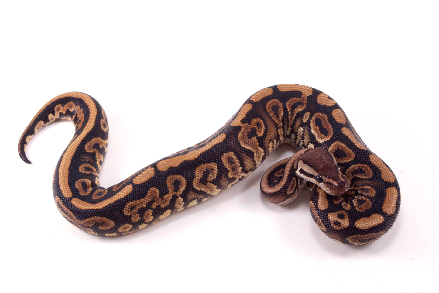 Black Pastel Yellow Belly Ball Python