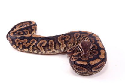 Black Pastel Yellow Belly Ball Python