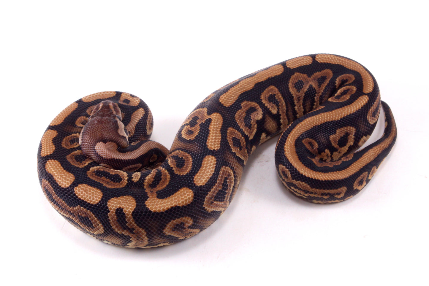 Black Pastel Yellow Belly Ball Python