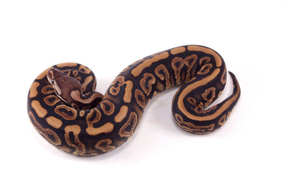 Black Pastel Yellow Belly Ball Python