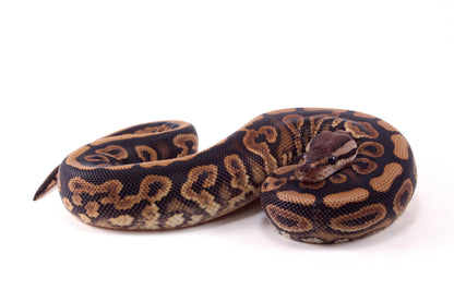 Black Pastel Yellow Belly Ball Python