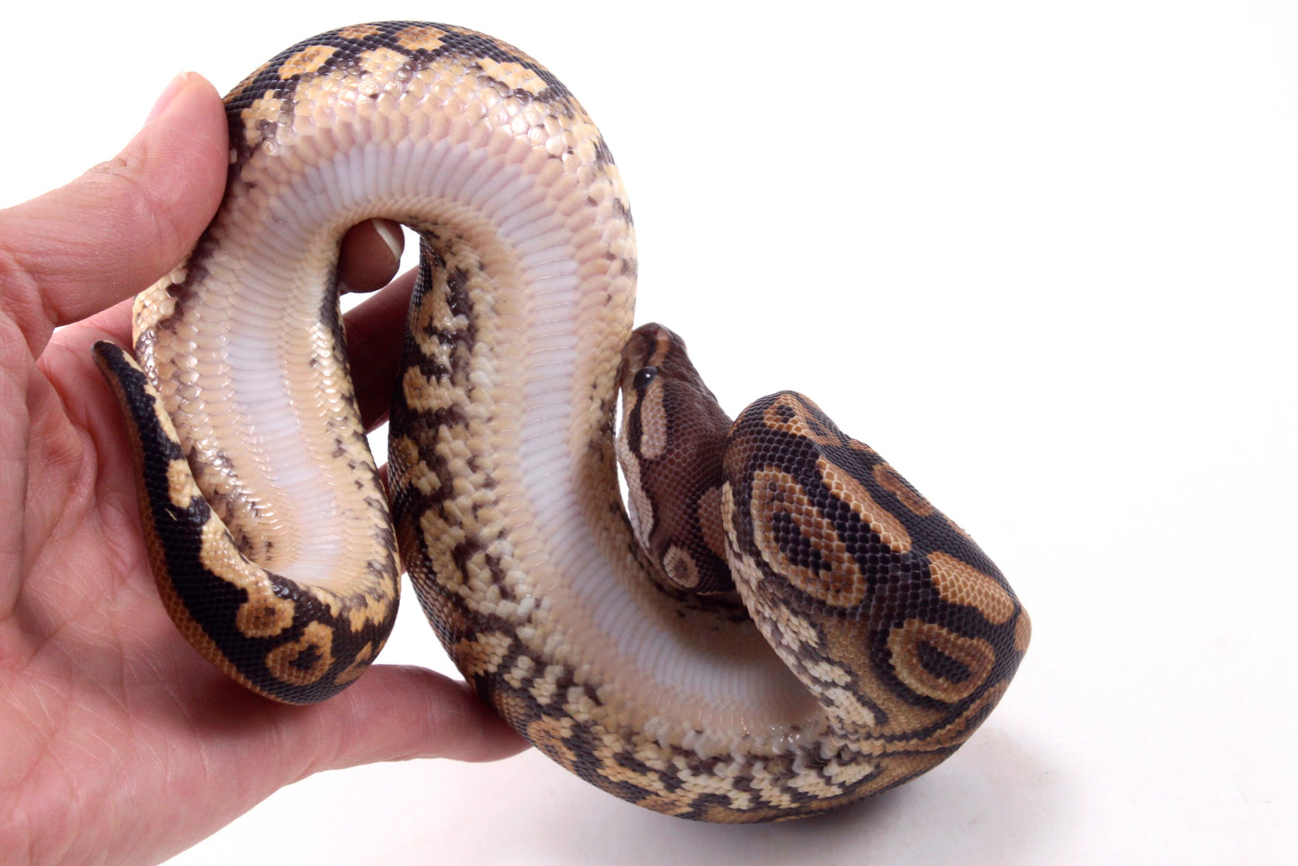Black Pastel Yellow Belly Ball Python
