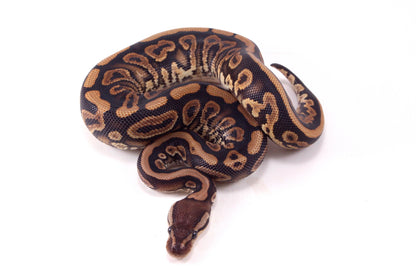 Black Pastel Yellow Belly Ball Python