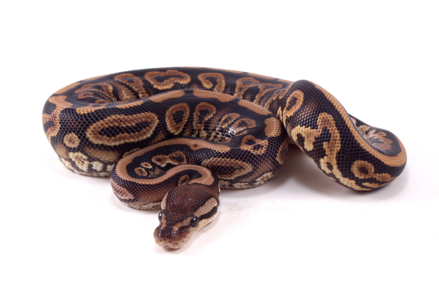 Black Pastel Yellow Belly Ball Python