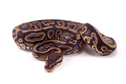 Black Pastel Yellow Belly Ball Python
