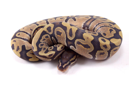 Vanilla Hypo Ball Python