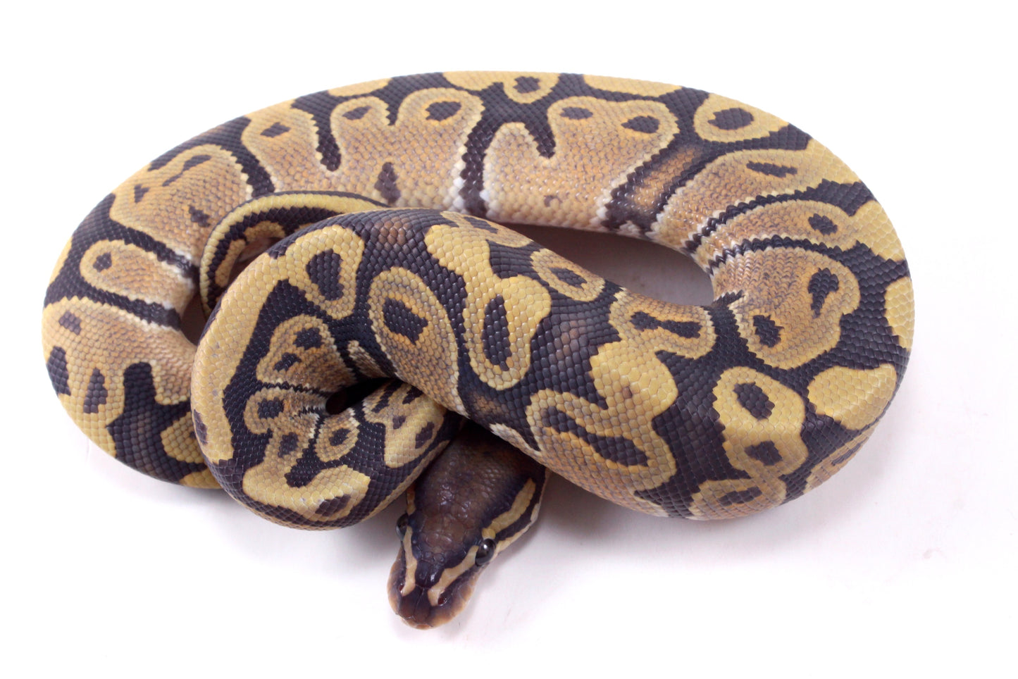 Vanilla Hypo Ball Python