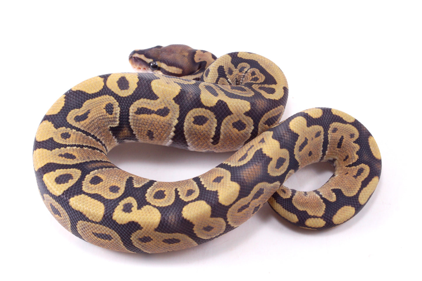 Vanilla Hypo Ball Python