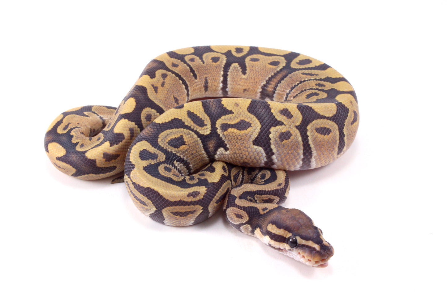 Vanilla Hypo Ball Python