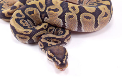 Vanilla Hypo Ball Python
