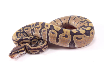 Vanilla Hypo Ball Python