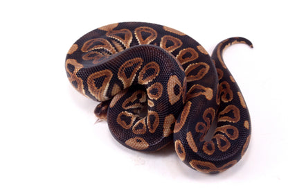 Black Pastel h. Clown Ball Python