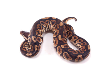 Black Pastel h. Clown Ball Python